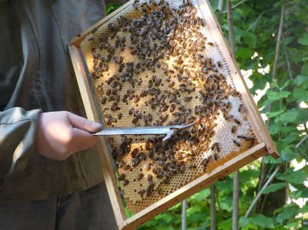 Que chaque visiteur puisse voir la reine au milieu des abeilles !